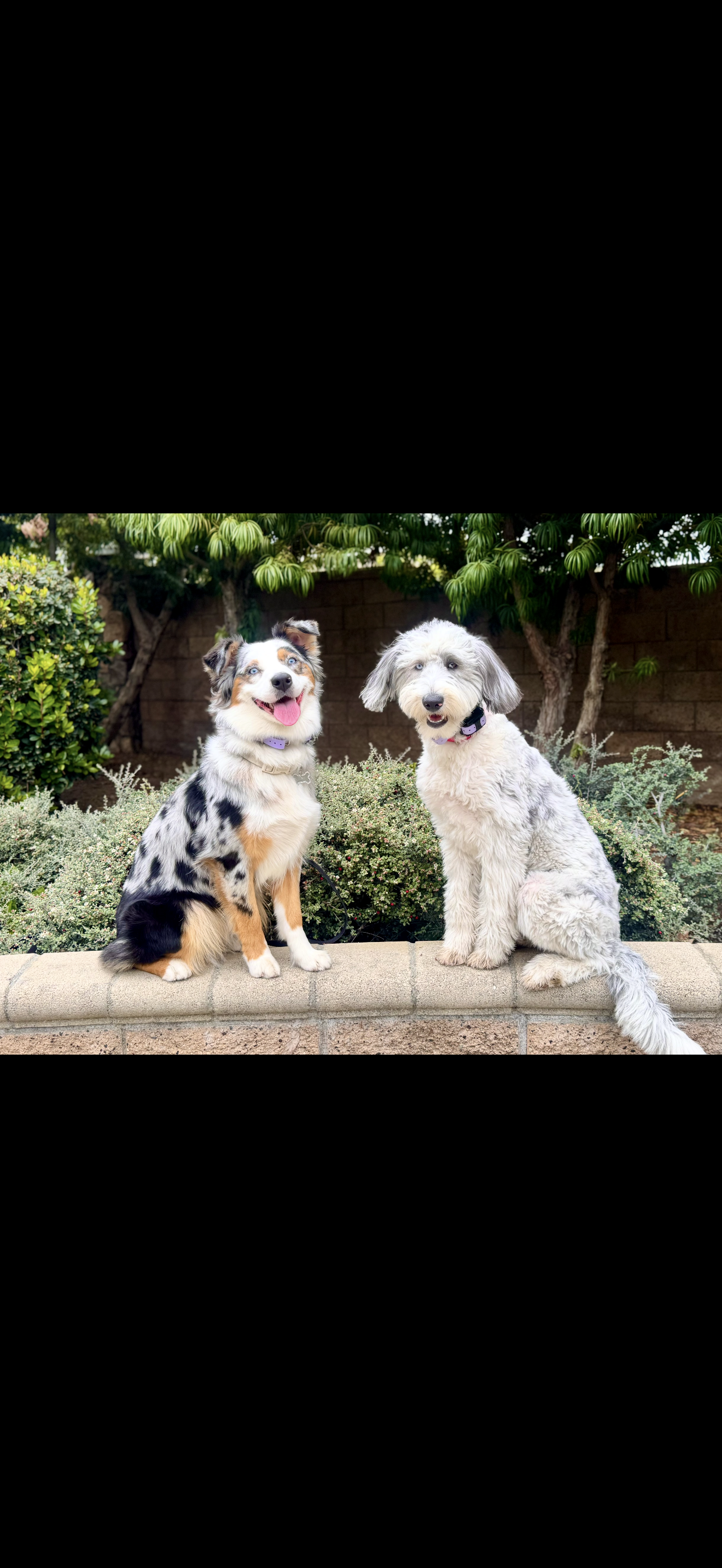 Ranger and Finn — alumni dogs trained by Modern Canine Co.