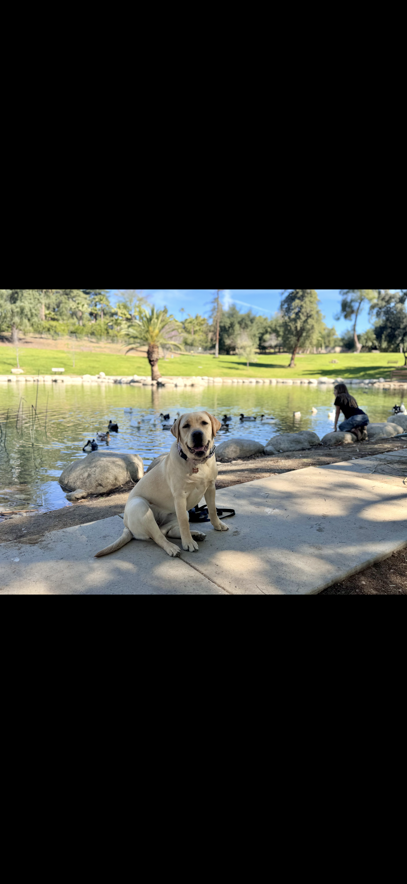 Duke — alumni dog trained by Modern Canine Co.
