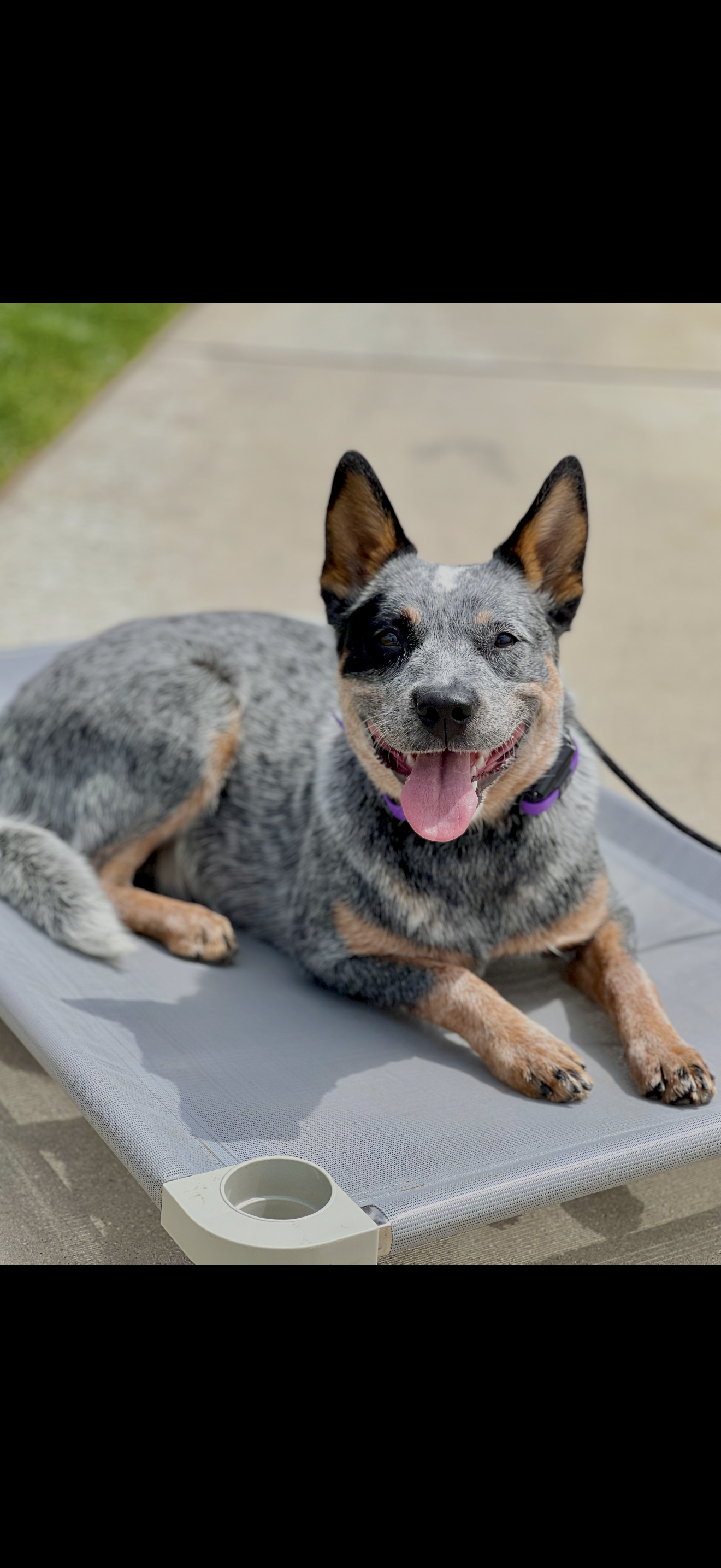 Blaze — alumni dog trained by Modern Canine Co.