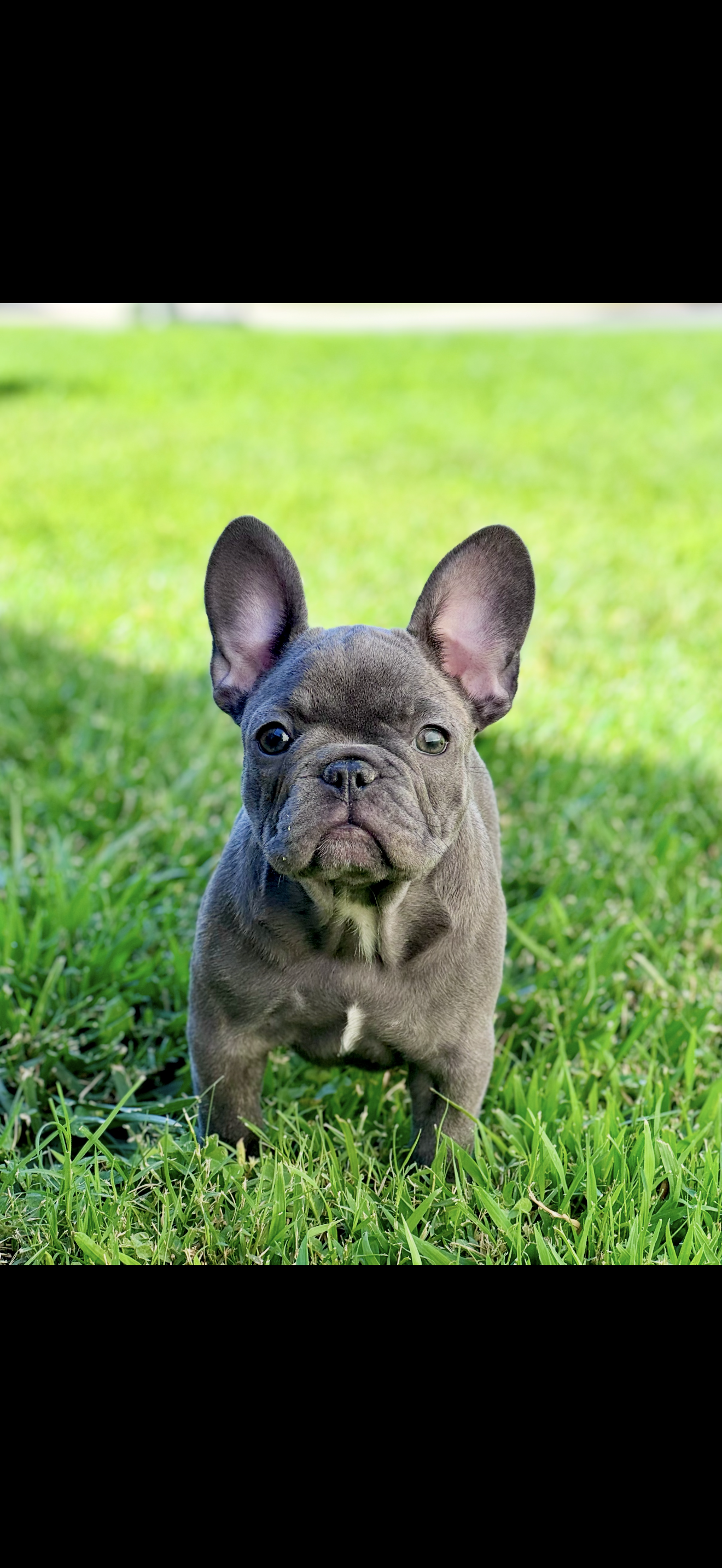 Gus — alumni dog trained by Modern Canine Co.