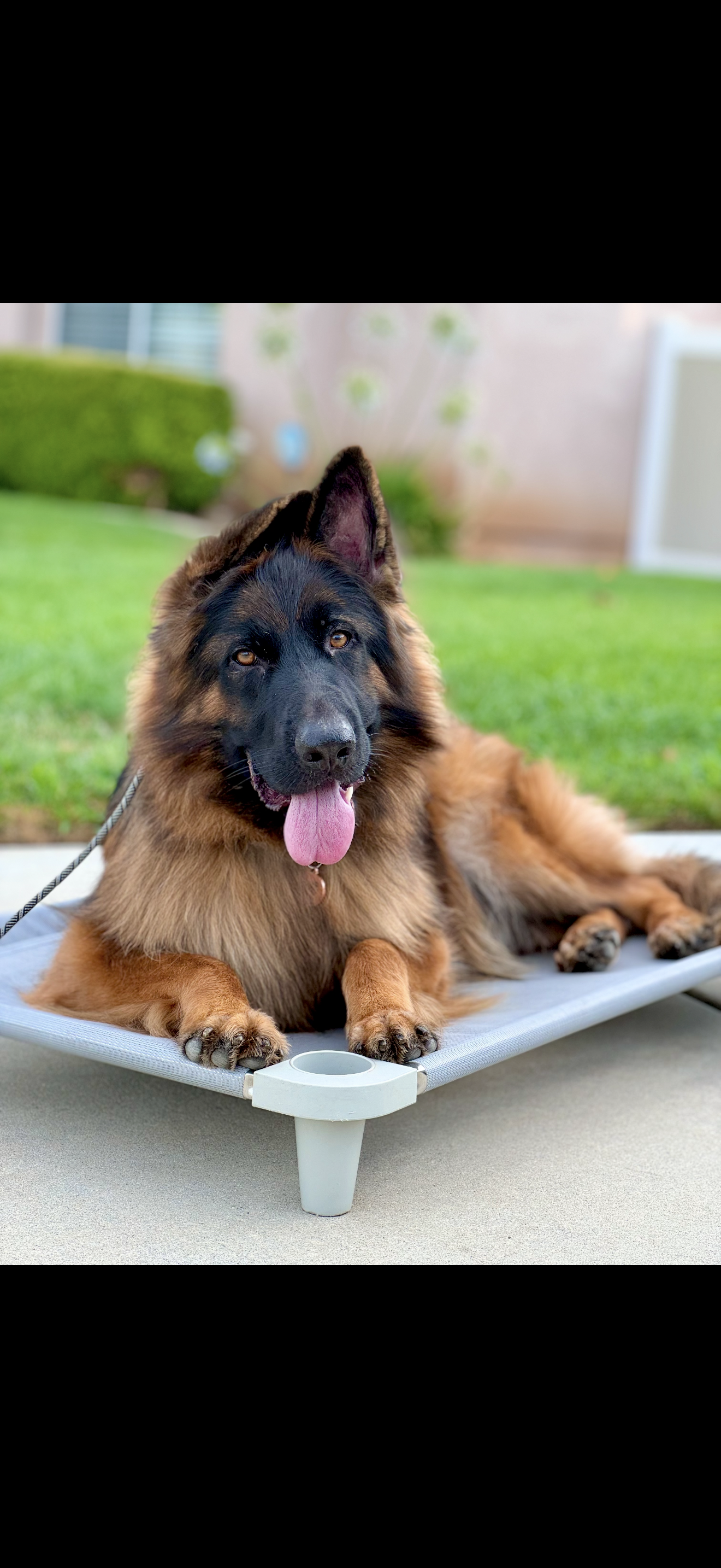 Rex — alumni dog trained by Modern Canine Co.