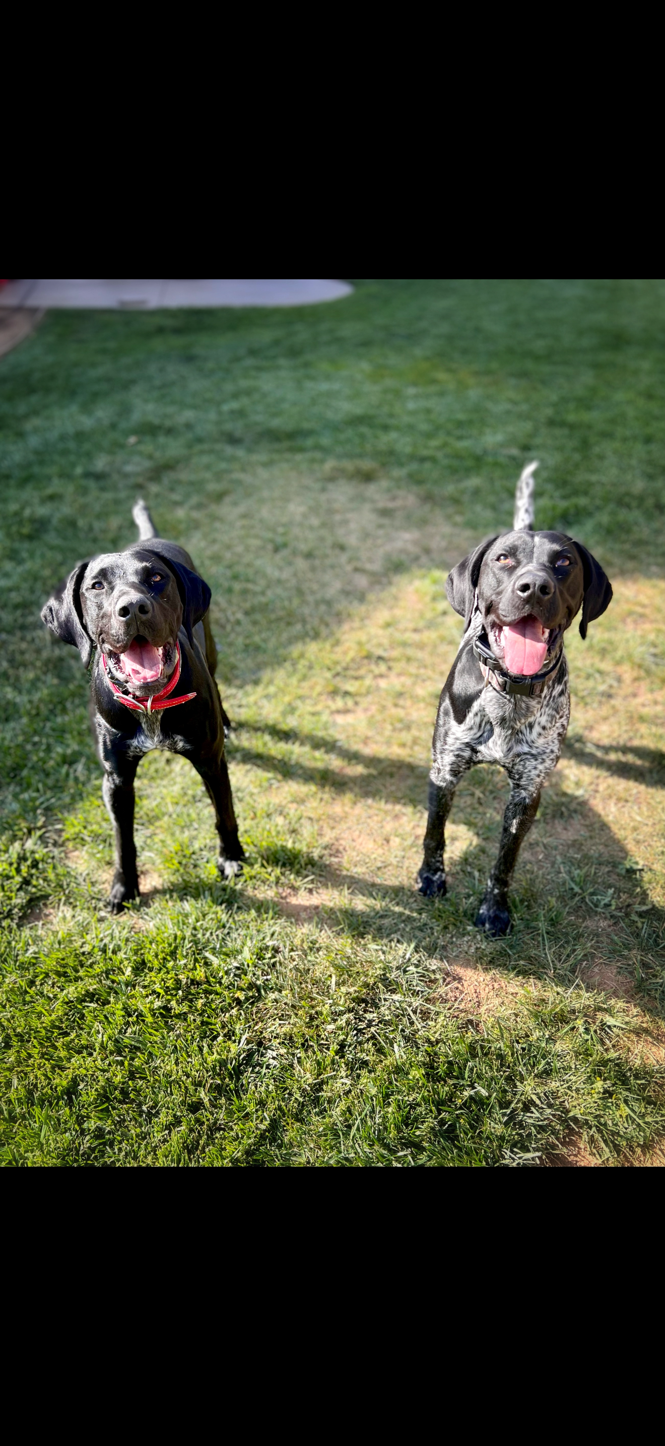 Ruger and Remington — alumni dogs trained by Modern Canine Co.
