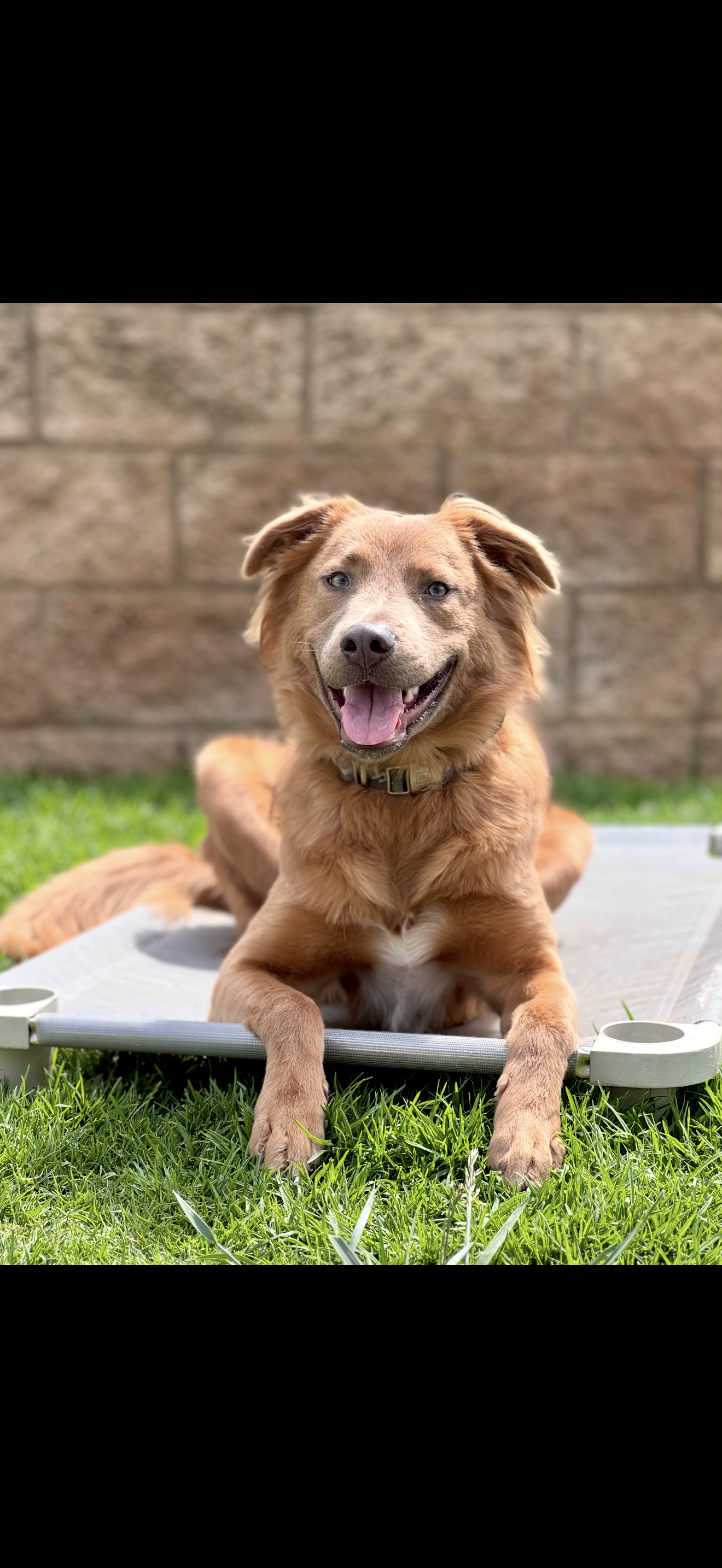 Sunny — alumni dog trained by Modern Canine Co.