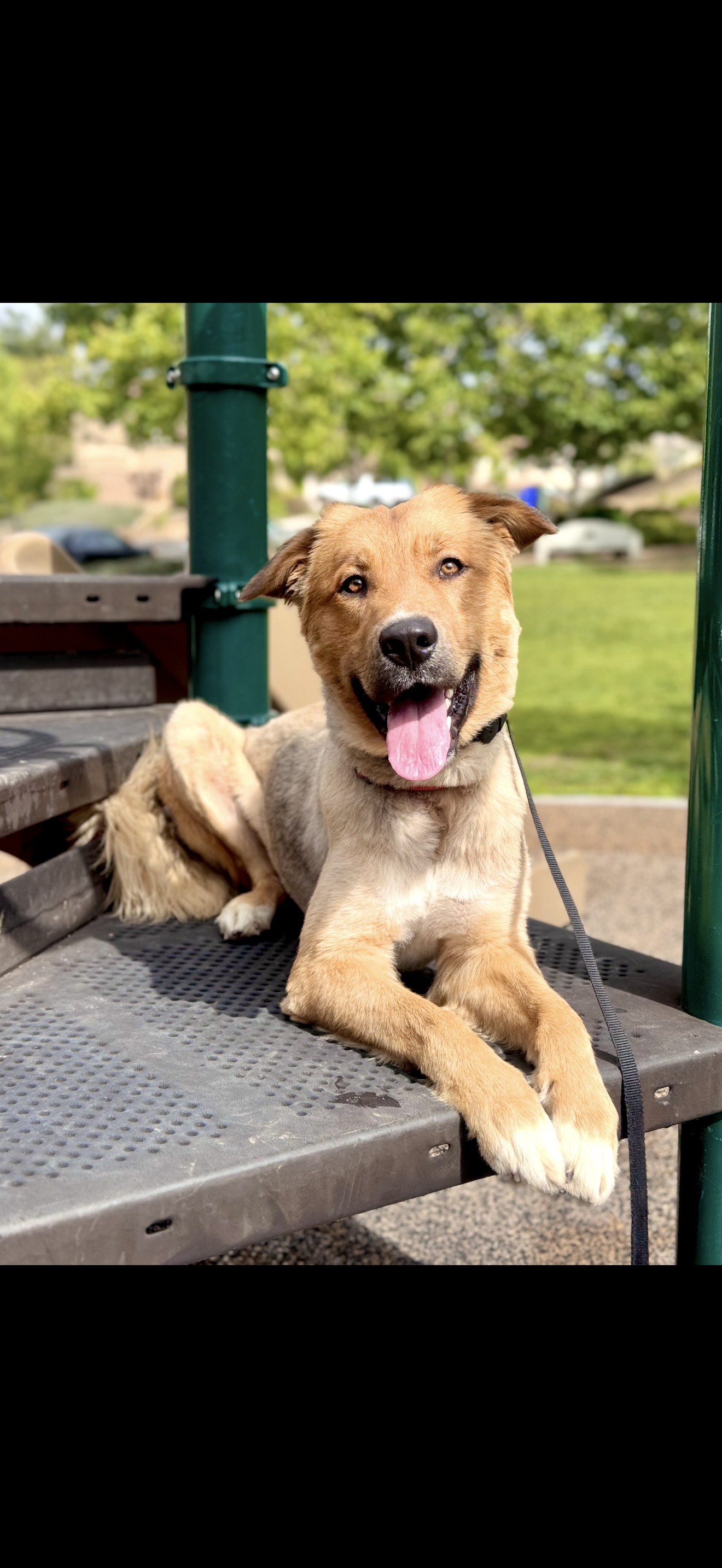 Copper — alumni dog trained by Modern Canine Co.