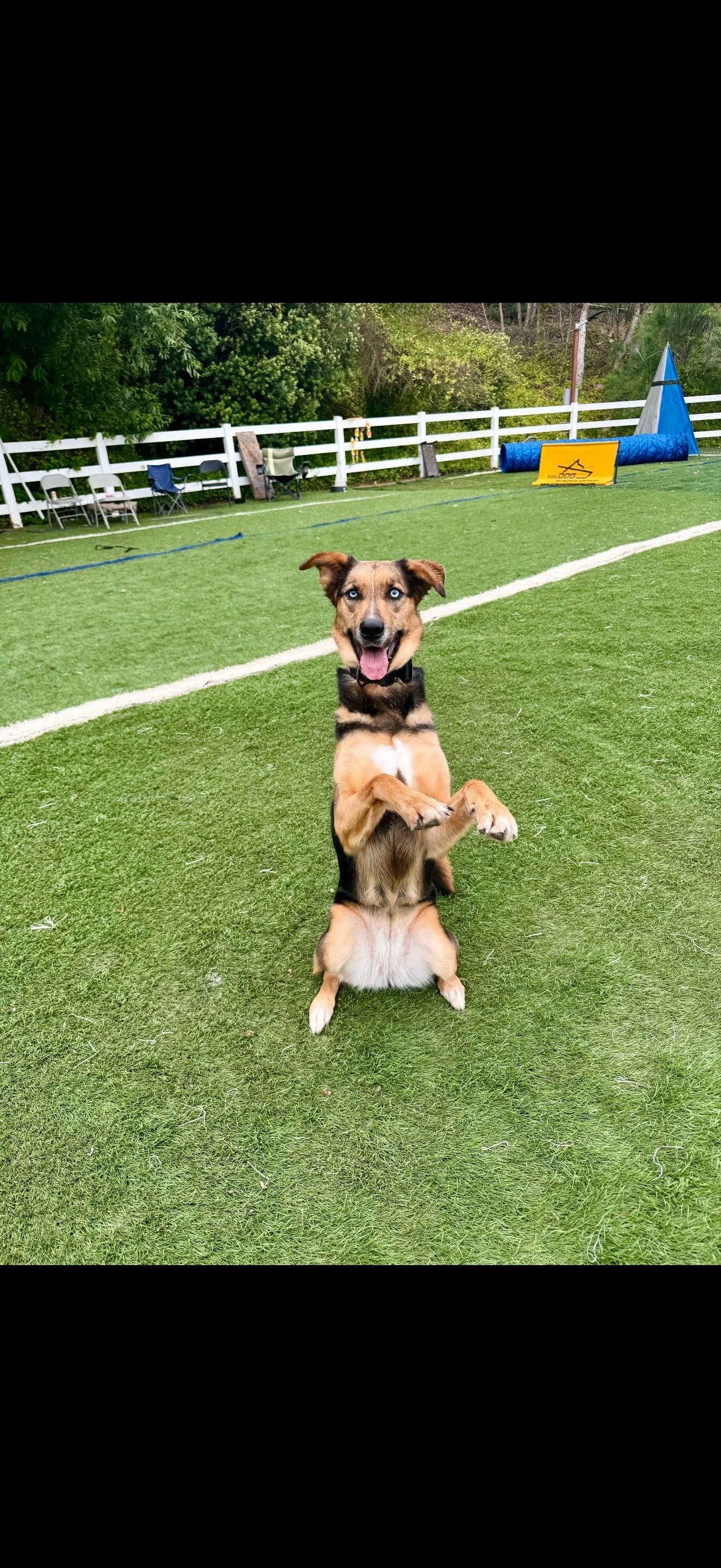 Well-trained German Shepherd sitting alert and focused