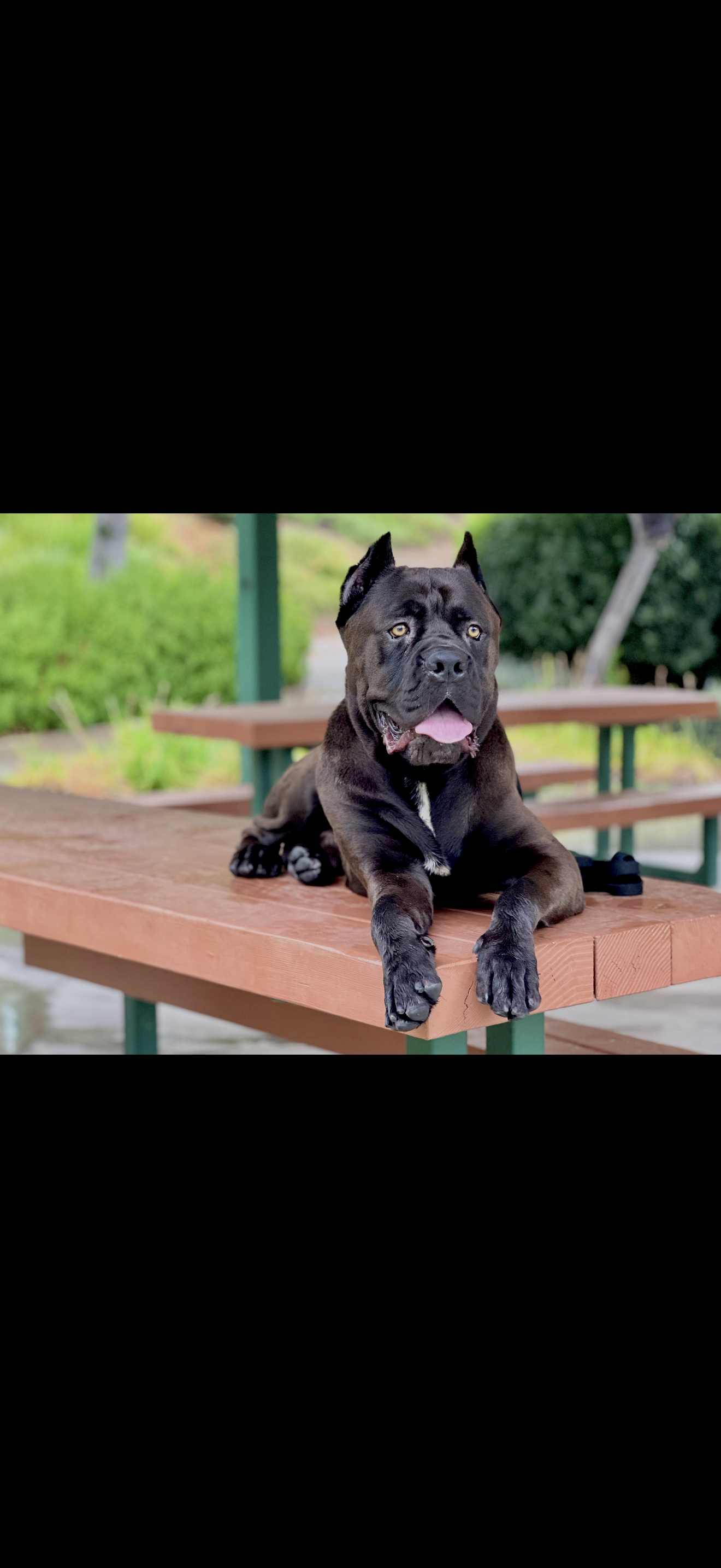 Trained dog client photo