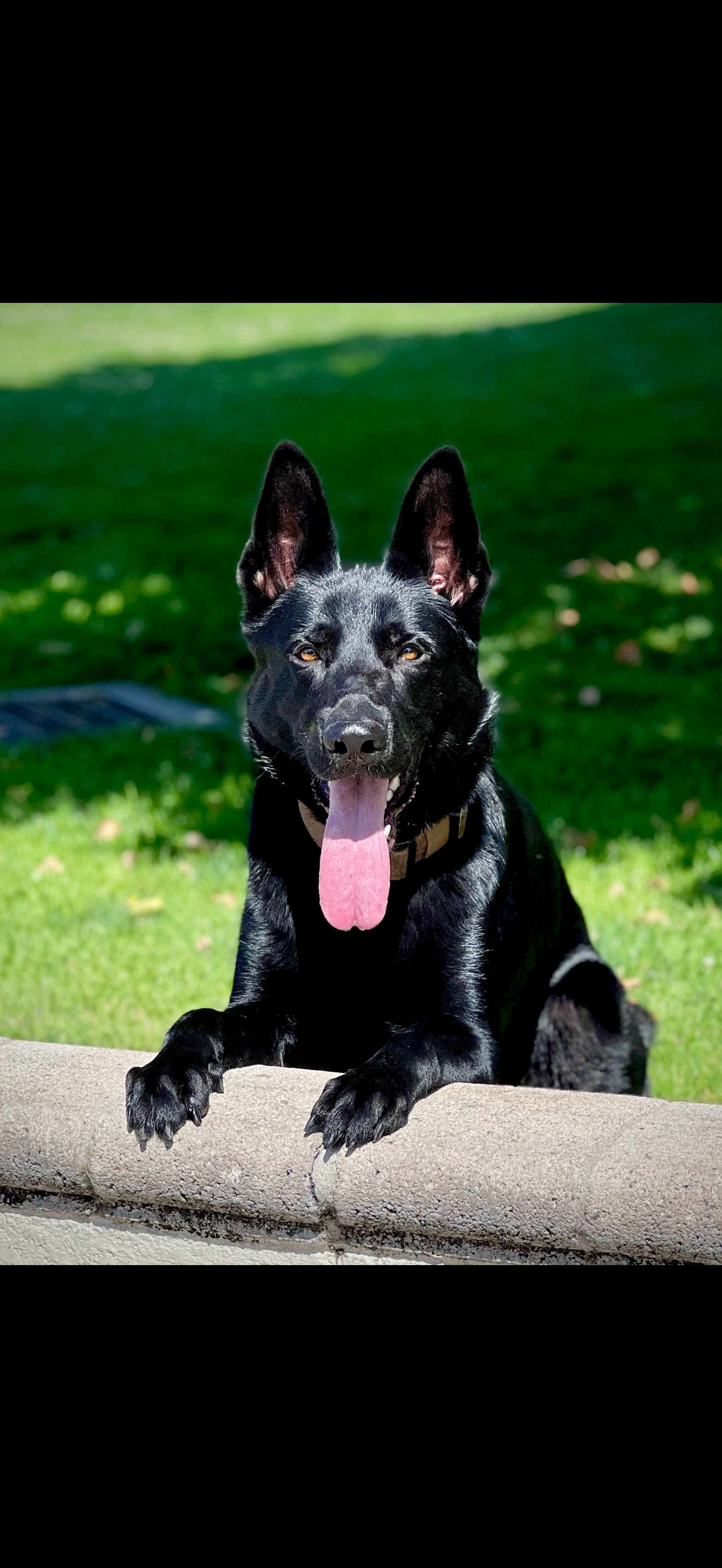 Trained dog client photo