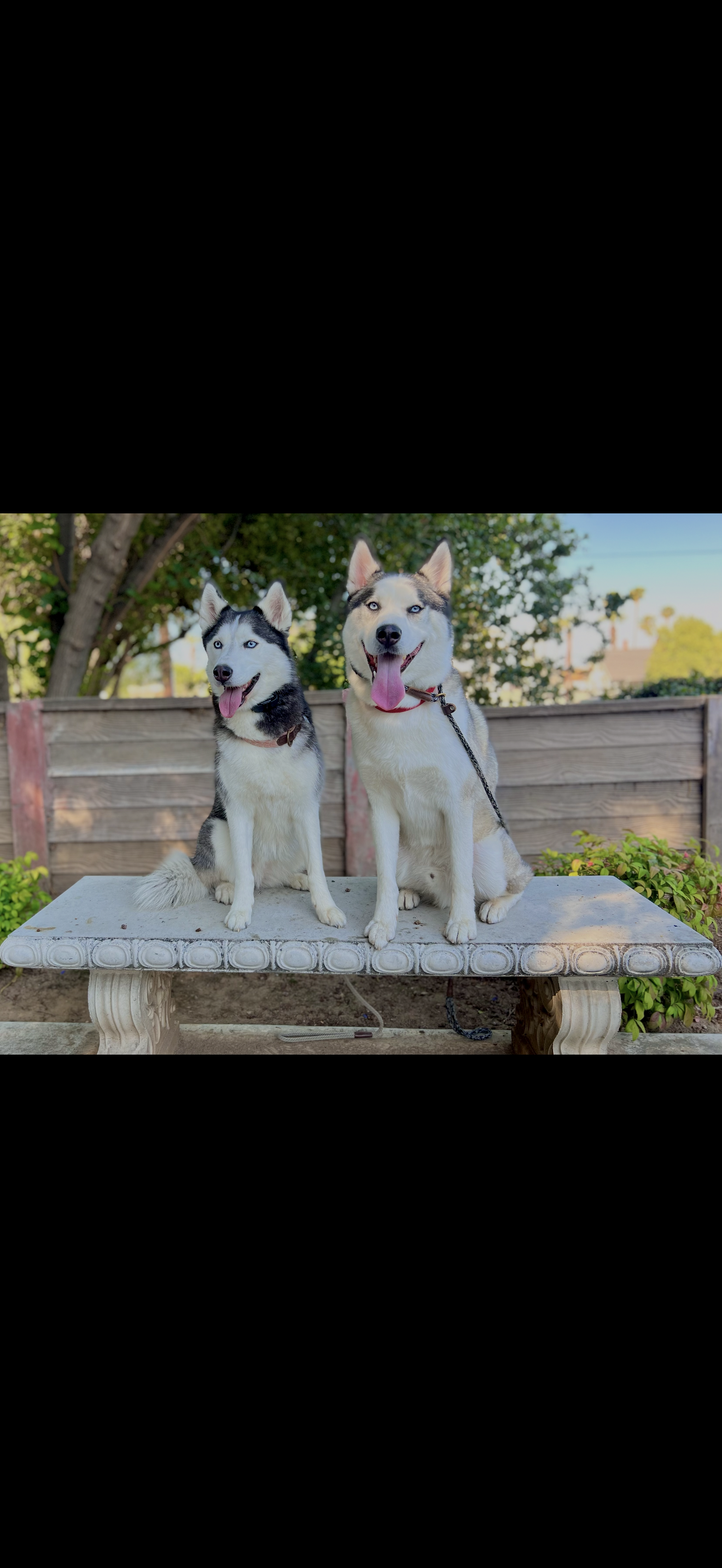 Trained dog client photo