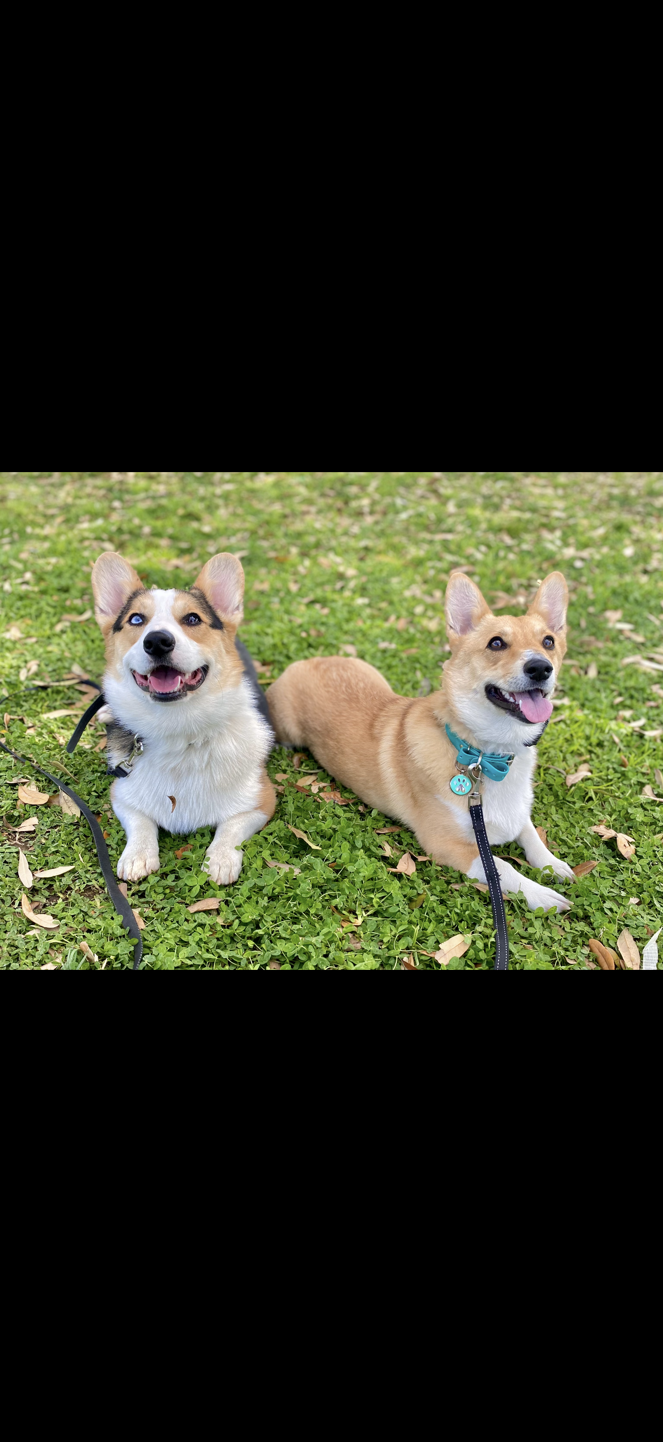 Trained dog client photo